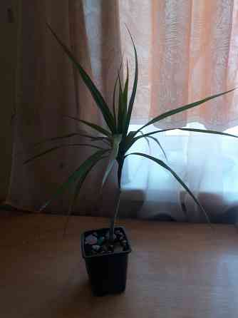 Продам комнатное растение драцена Донецк
