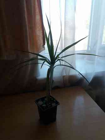 Продам комнатное растение драцена Донецк