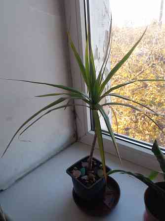Продам комнатное растение драцена Донецк