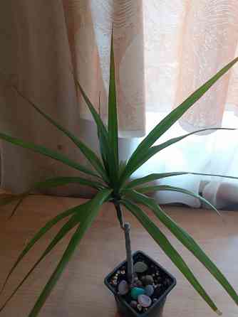 Продам комнатное растение драцена Донецк