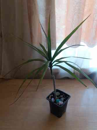 Продам комнатное растение драцена Донецк