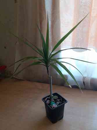 Продам комнатное растение драцена Донецк