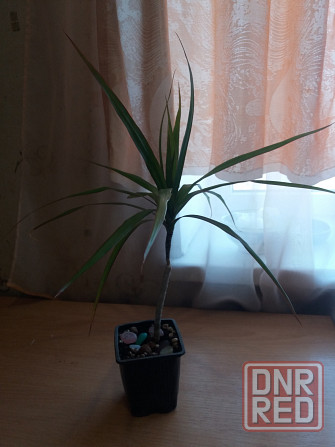 Продам комнатное растение драцена Донецк - изображение 5