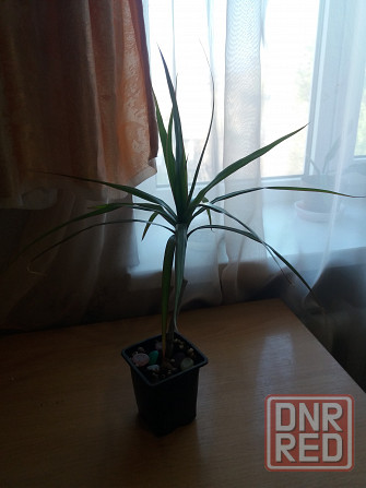 Продам комнатное растение драцена Донецк - изображение 2