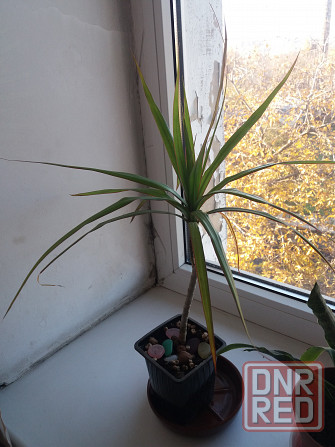 Продам комнатное растение драцена Донецк - изображение 1