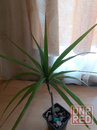 Продам комнатное растение драцена Донецк - изображение 3
