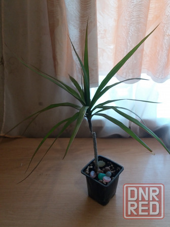 Продам комнатное растение драцена Донецк - изображение 6