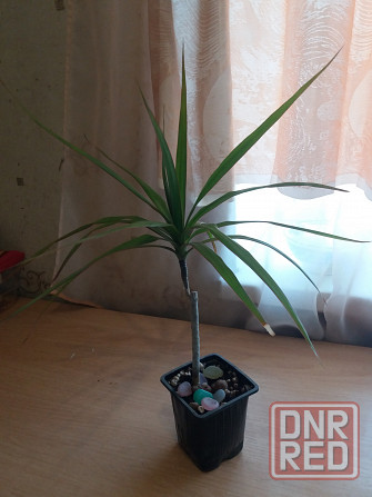 Продам комнатное растение драцена Донецк - изображение 4