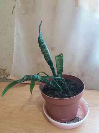 Продам комнатное растение тещин язык щучий хвост Донецк