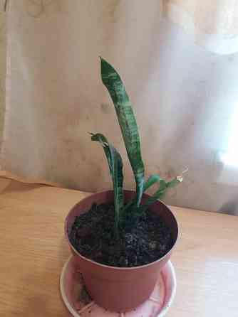 Продам комнатное растение тещин язык щучий хвост Донецк