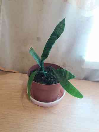 Продам комнатное растение тещин язык щучий хвост Донецк