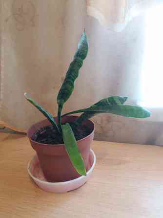 Продам комнатное растение тещин язык щучий хвост Донецк