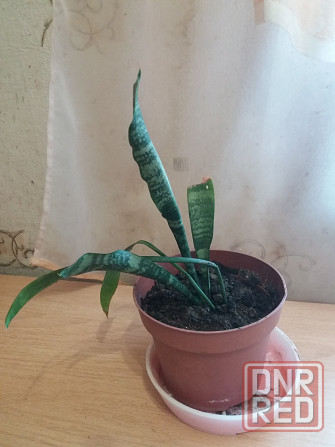 Продам комнатное растение тещин язык щучий хвост Донецк - изображение 4