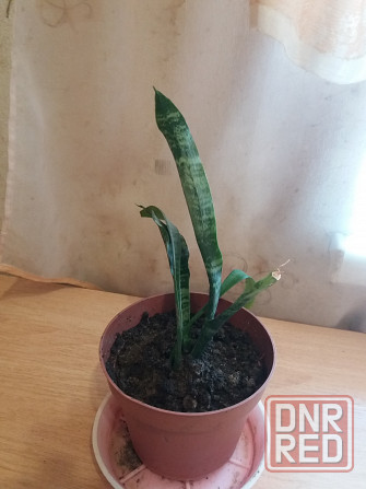 Продам комнатное растение тещин язык щучий хвост Донецк - изображение 2