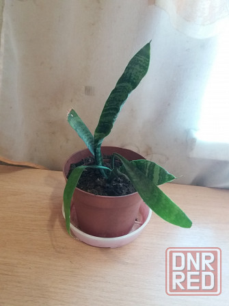 Продам комнатное растение тещин язык щучий хвост Донецк - изображение 3