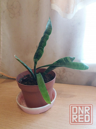 Продам комнатное растение тещин язык щучий хвост Донецк - изображение 1