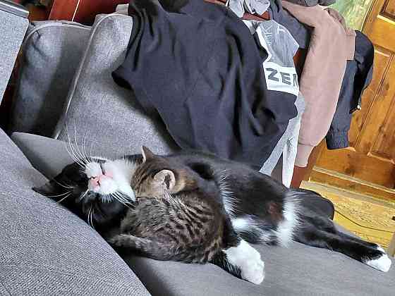 Отдам котенка и кошечку в хорошие руки,Донецк Донецк