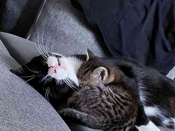 Отдам котенка и кошечку в хорошие руки,Донецк Донецк