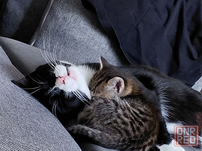 Отдам котенка и кошечку в хорошие руки,Донецк Донецк - изображение 1