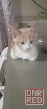 Ищем дом Донецк - изображение 1