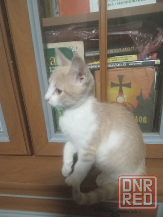 Ищем дом Донецк - изображение 2