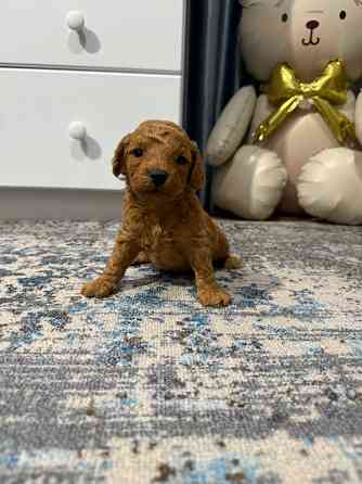 Кудрявое счастье Донецк