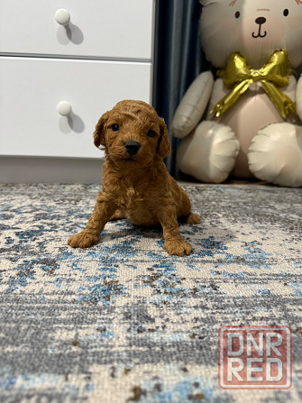 Кудрявое счастье Донецк - изображение 2