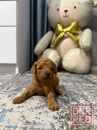 Кудрявое счастье Донецк - изображение 1