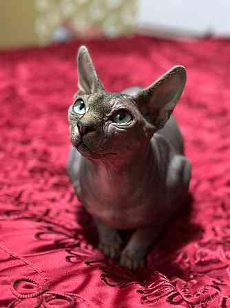 Вязка, канадский сфинкс Донецк