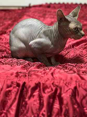 Вязка, канадский сфинкс Донецк