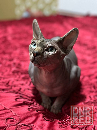 Вязка, канадский сфинкс Донецк - изображение 1