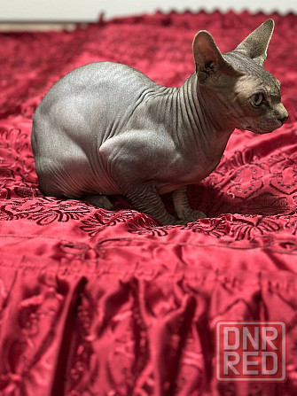 Вязка, канадский сфинкс Донецк - изображение 2