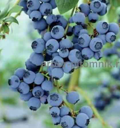 Саженцы и крупномеры голубики купить в Москве и Подмосковье с посадкой Москва