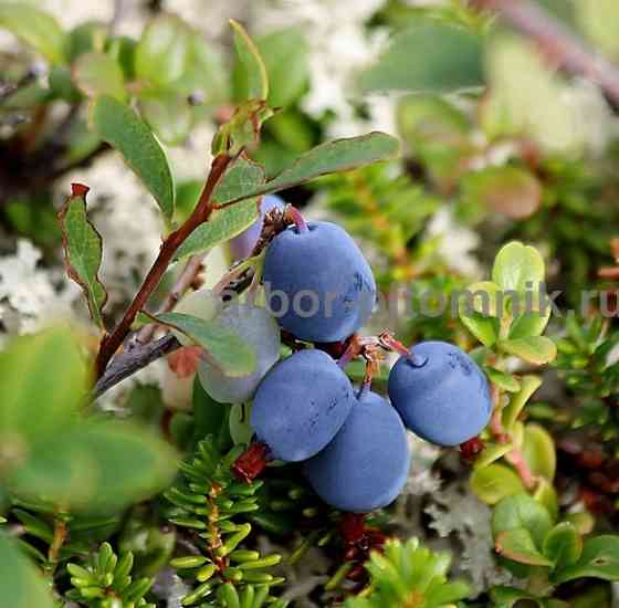 Саженцы и крупномеры голубики купить в Москве и Подмосковье с посадкой Москва