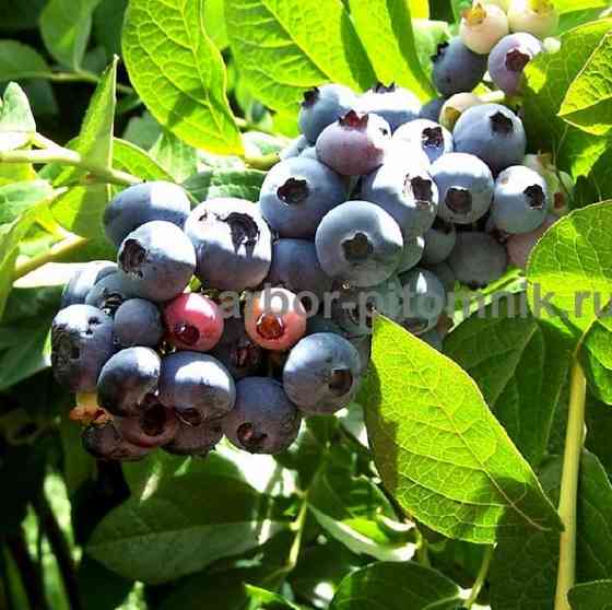 Саженцы и крупномеры голубики купить в Москве и Подмосковье с посадкой Москва