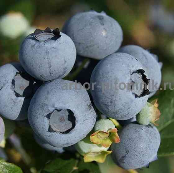 Саженцы и крупномеры голубики купить в Москве и Подмосковье с посадкой Москва