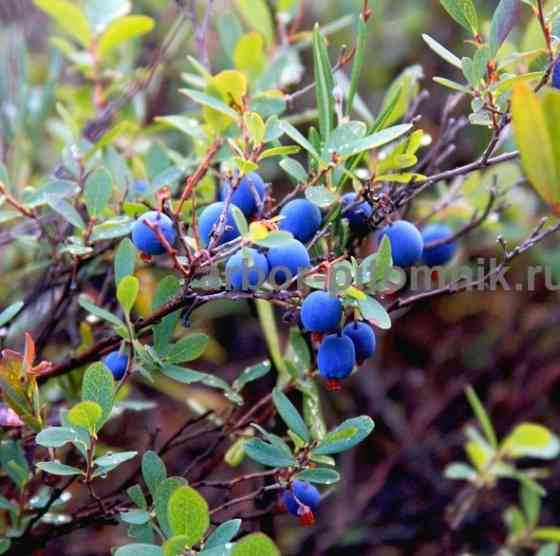 Саженцы и крупномеры голубики купить в Москве и Подмосковье с посадкой Москва