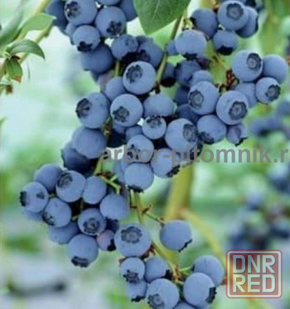 Саженцы и крупномеры голубики купить в Москве и Подмосковье с посадкой Москва - изображение 2