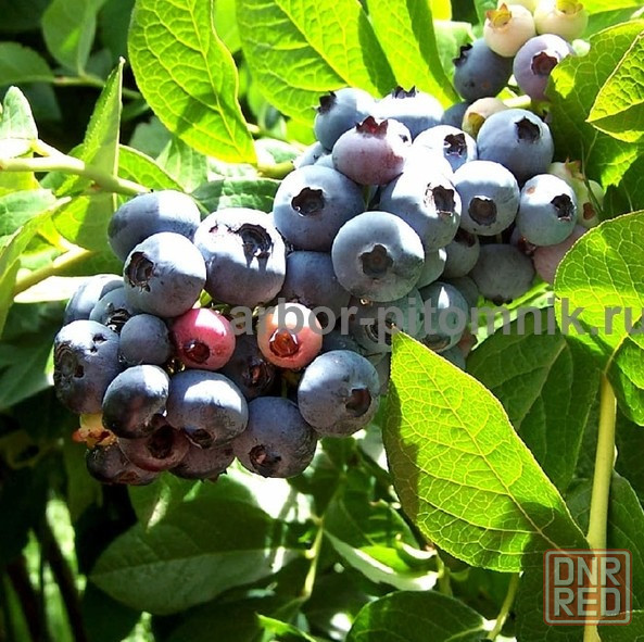 Саженцы и крупномеры голубики купить в Москве и Подмосковье с посадкой Москва - изображение 5