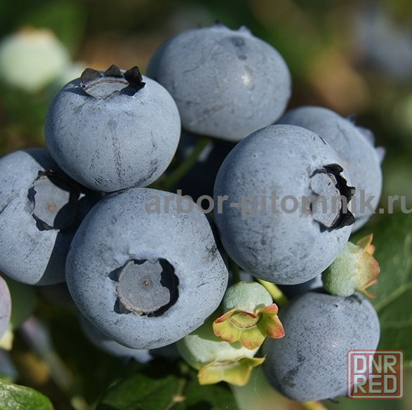 Саженцы и крупномеры голубики купить в Москве и Подмосковье с посадкой Москва - изображение 1