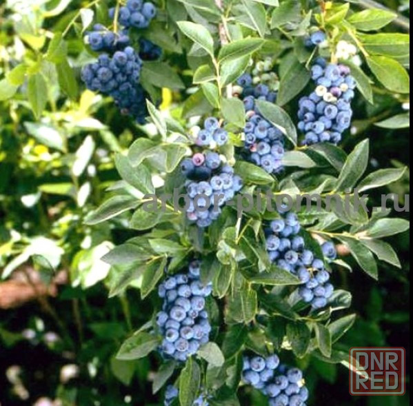 Саженцы и крупномеры голубики купить в Москве и Подмосковье с посадкой Москва - изображение 7