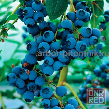 Саженцы и крупномеры голубики купить в Москве и Подмосковье с посадкой Москва - изображение 8