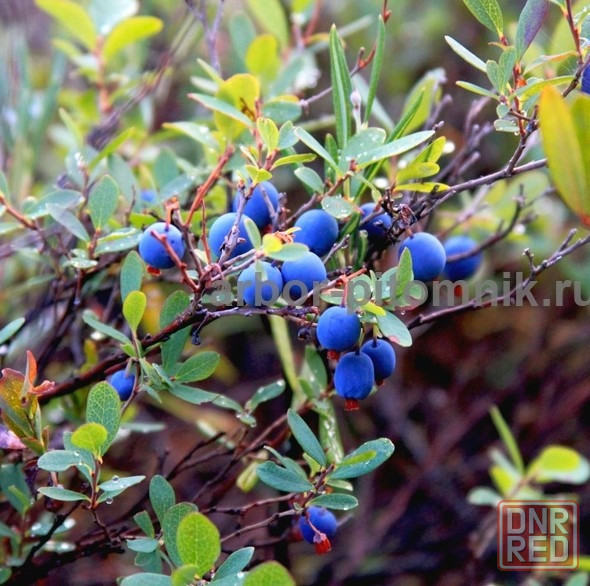 Саженцы и крупномеры голубики купить в Москве и Подмосковье с посадкой Москва - изображение 3