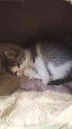 Отдам котят в хорошие руки Донецк