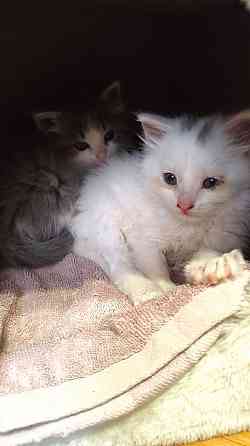 Отдам котят в хорошие руки Донецк