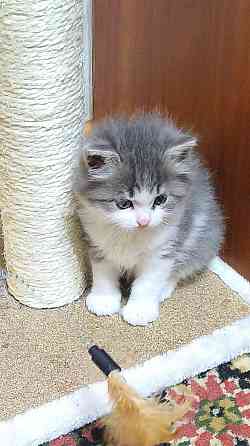 Отдам котят в хорошие руки Донецк