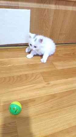 Отдам котят в хорошие руки Донецк