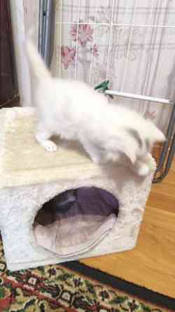 Отдам котят в хорошие руки Донецк