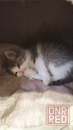 Отдам котят в хорошие руки Донецк - изображение 4