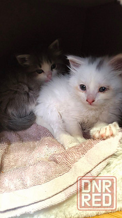 Отдам котят в хорошие руки Донецк - изображение 5